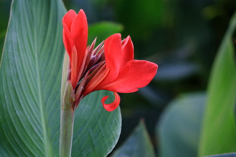 Canna lily (Canna indica) - 10 seeds - Onszaden