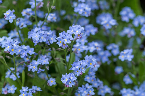 Myosotis (Forget-Me-Not) Seeds - Compindi