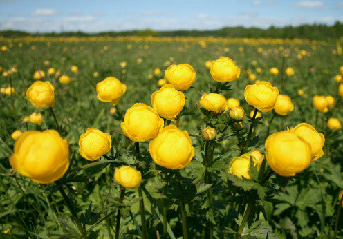 Trollius europaeus store