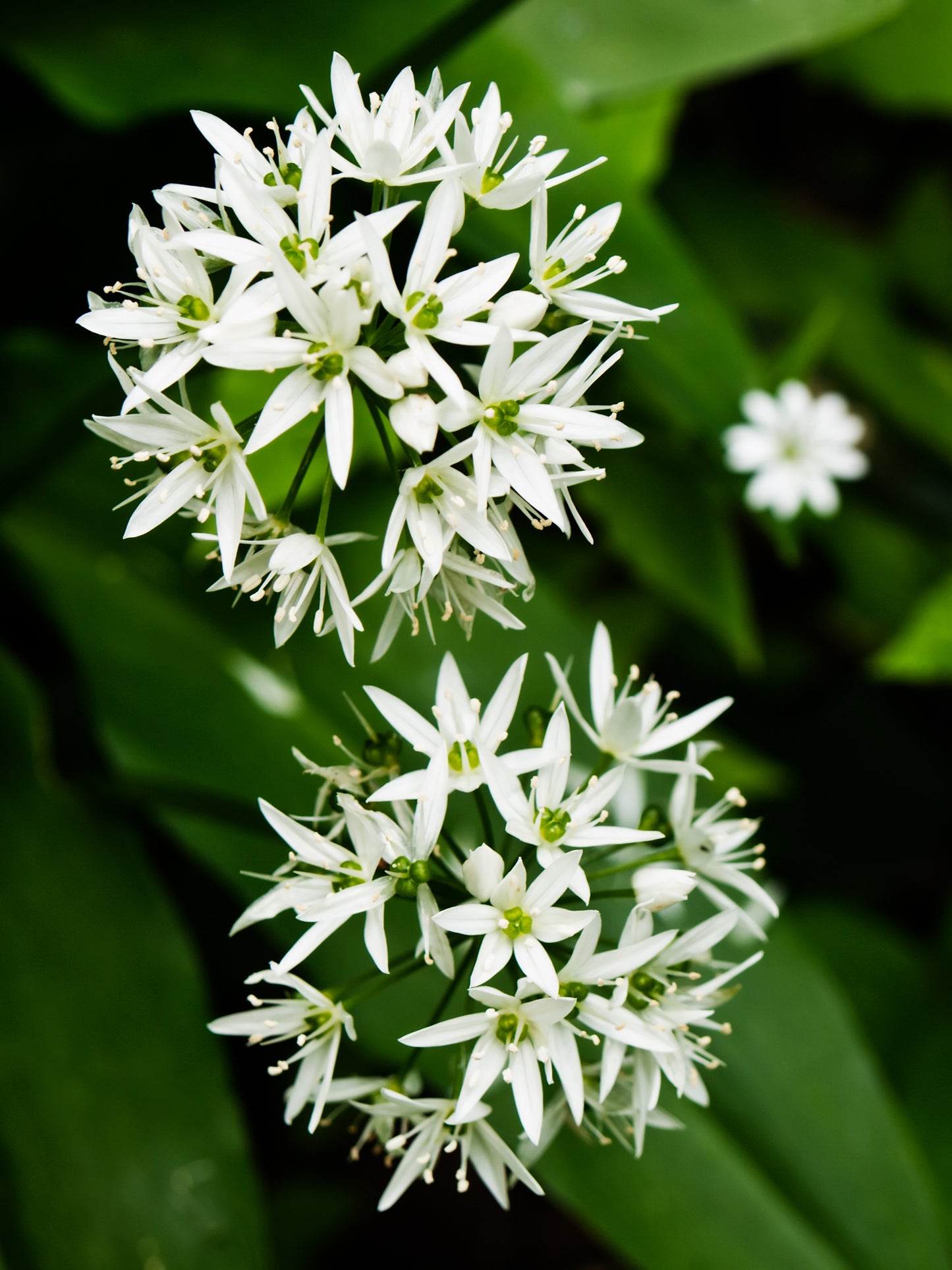 Allium ursinum (Ramsoms/Wild Garlic) seeds