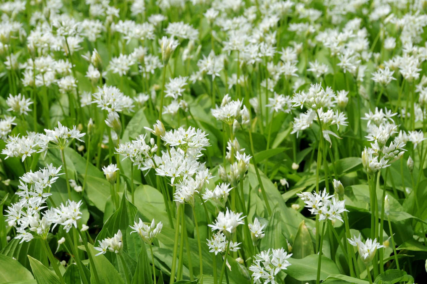 Allium ursinum (Ramsoms/Wild Garlic) seeds