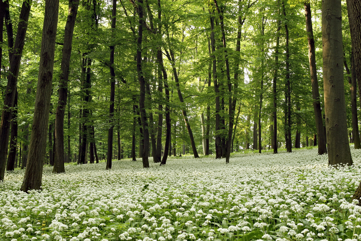 Allium ursinum (Ramsoms/Wild Garlic) seeds