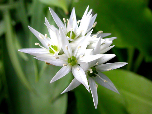 Allium ursinum (Ramsoms/Wild Garlic) seeds