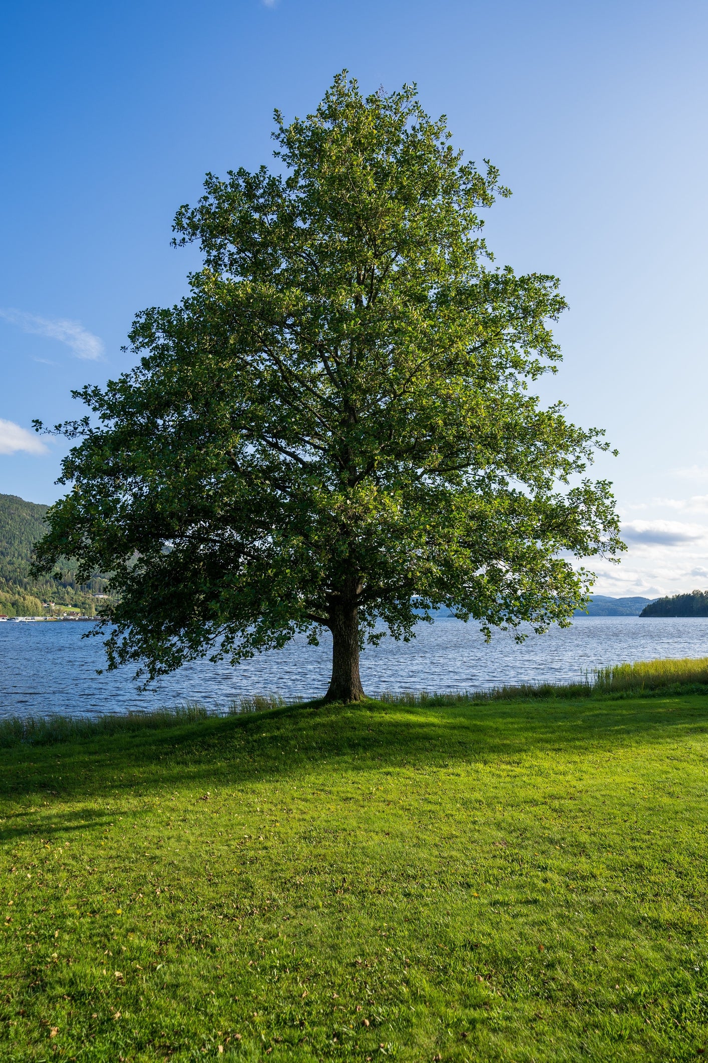 Alnus glutinosa (Common Alder) seeds