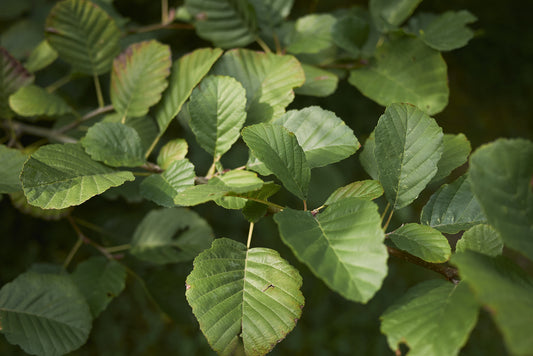 Alnus glutinosa (Common Alder) seeds