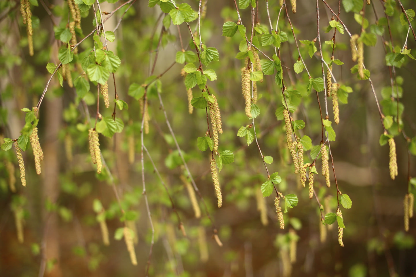 Betula pendula (Silver Birch) seeds