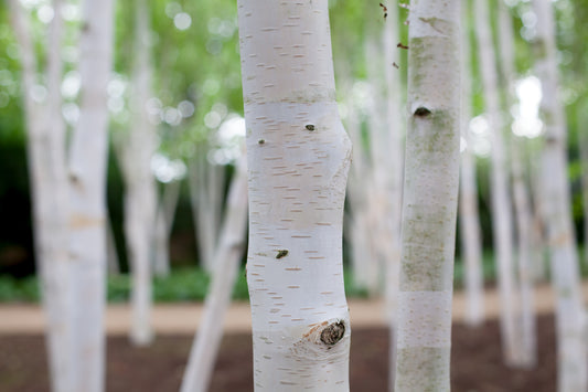 Betula pendula (Silver Birch) seeds