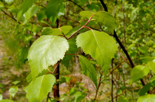 Betula pubescens (Downy Birch) seeds