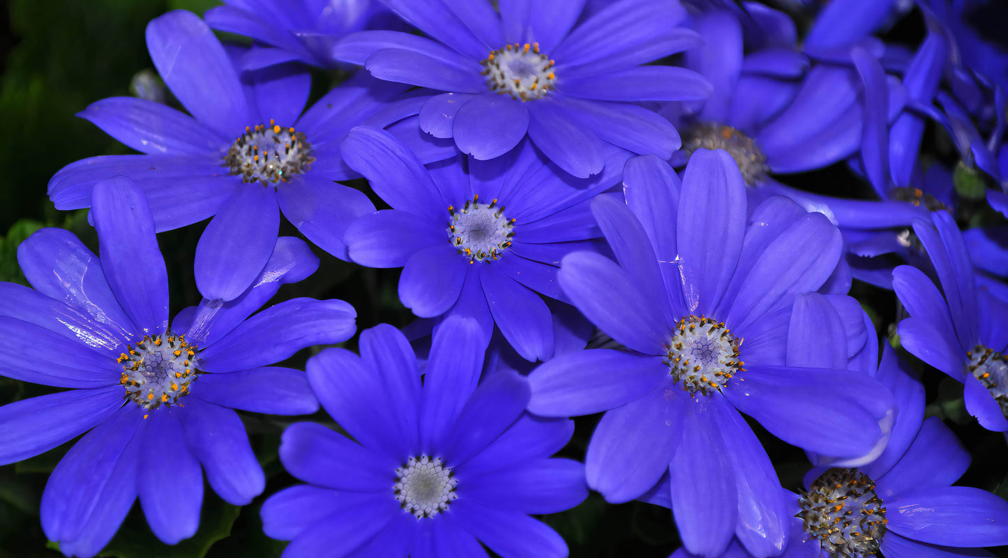 Brachyscome iberidifolia Blue Star (Swan River Daisy) seeds