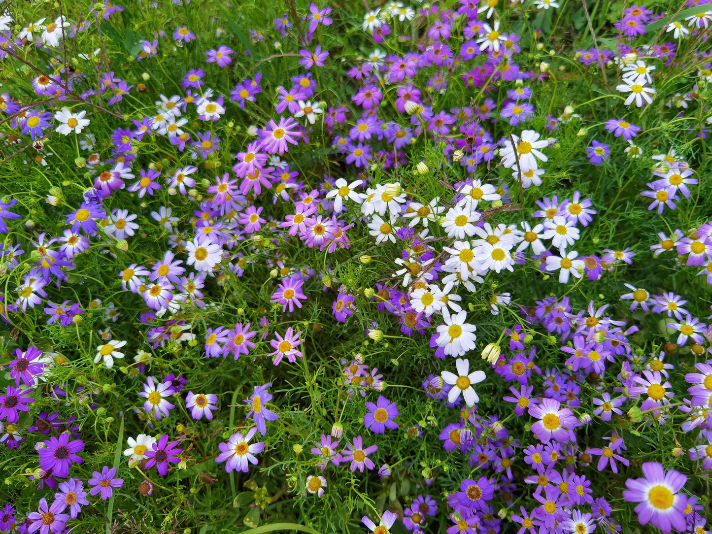 Brachyscome iberidifolia Mixed (Swan River Daisy) seeds