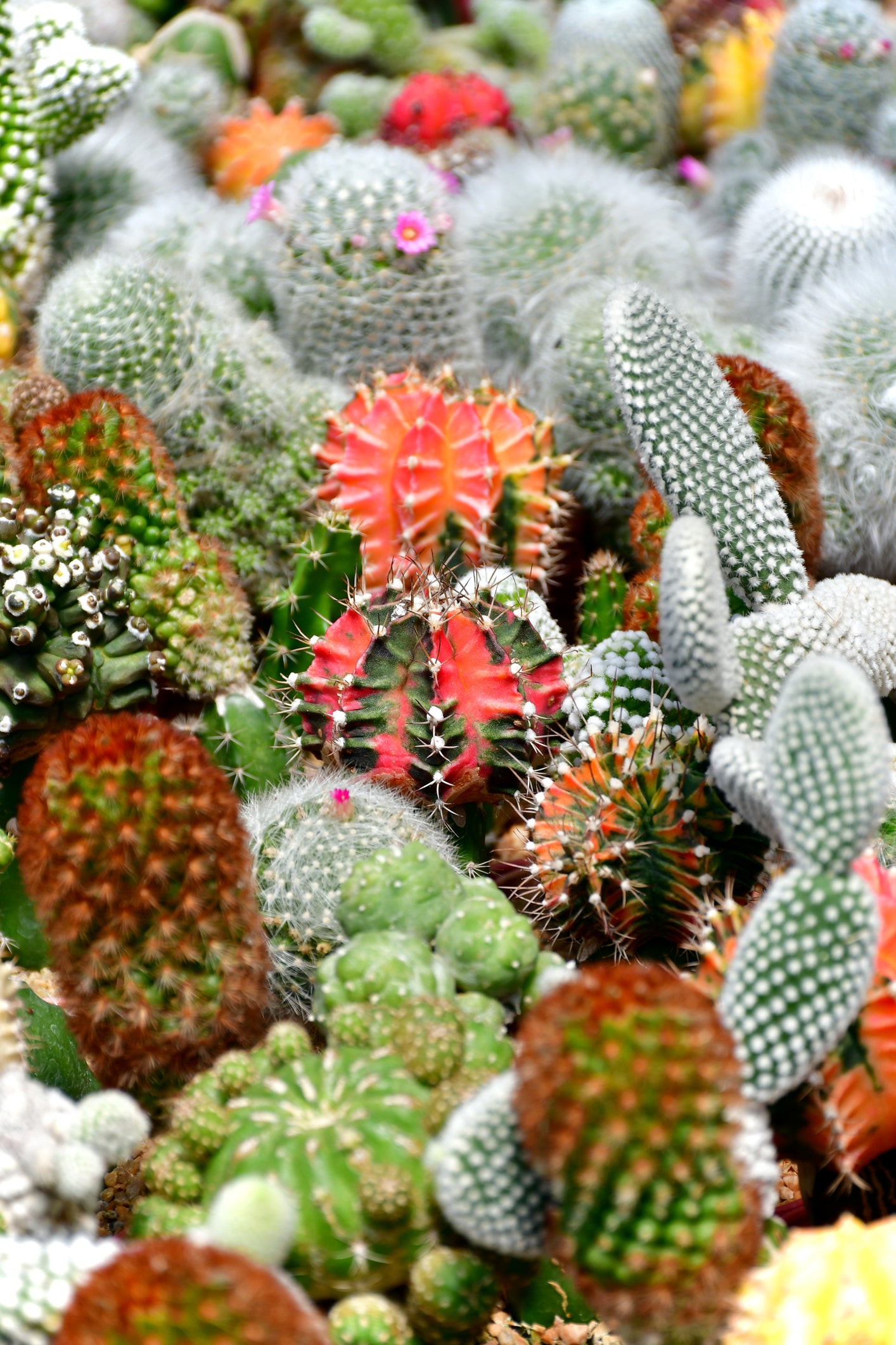 Cactus Crown Mix seeds