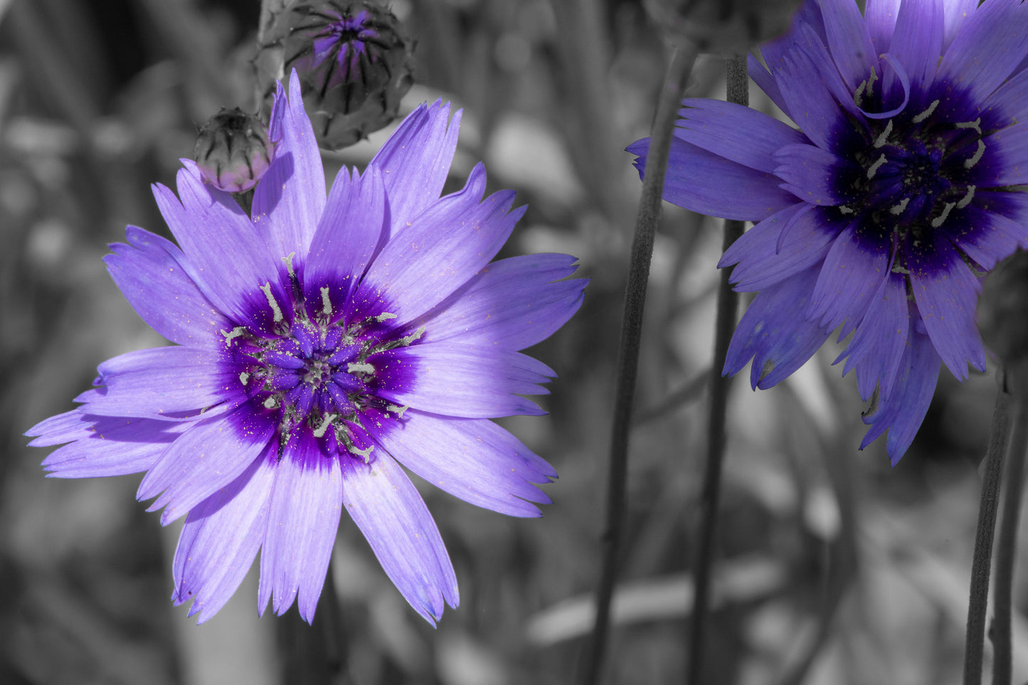 Catananche caerulea (Cupid's Dart) seeds