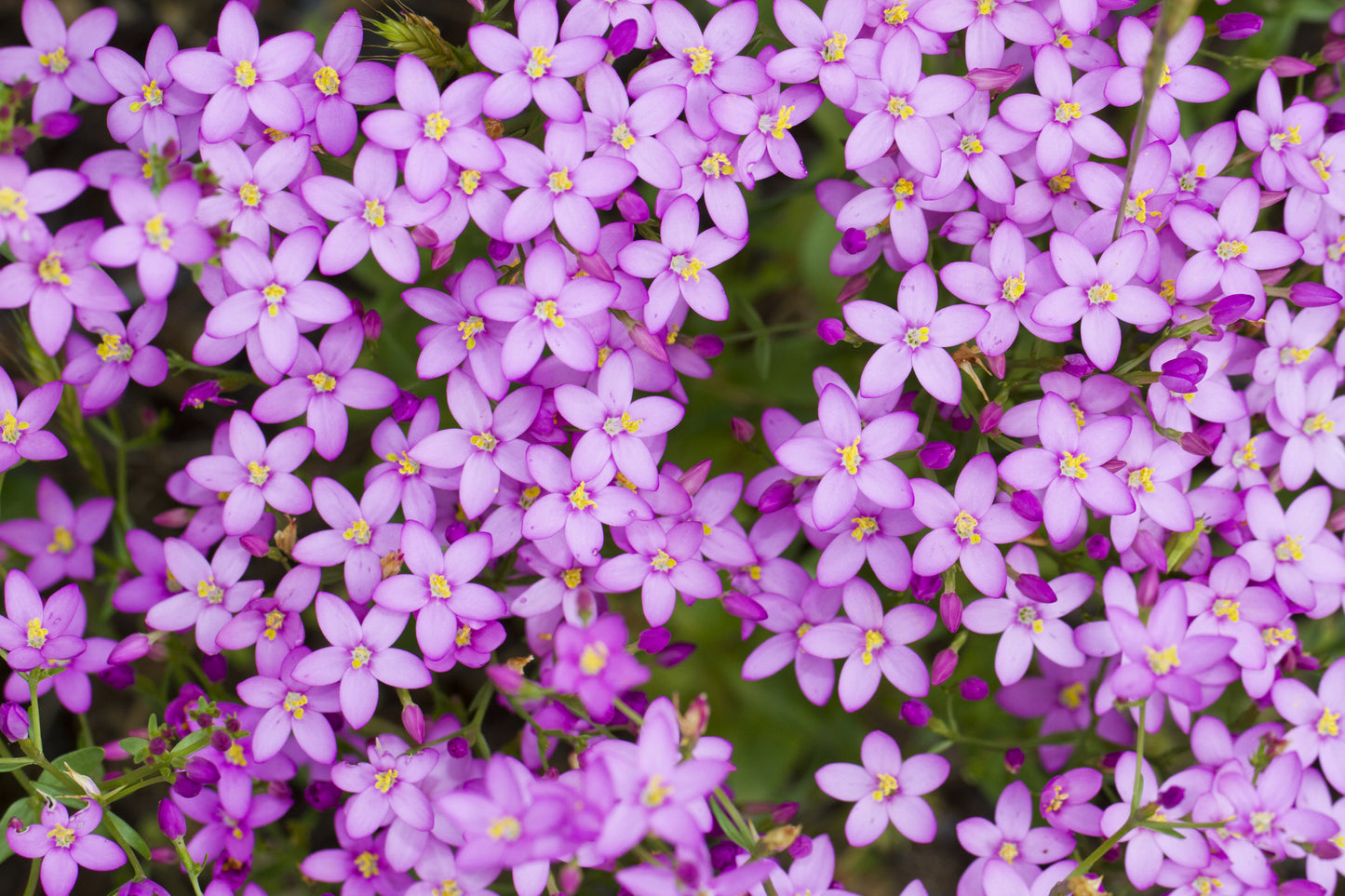 Centaurium erythraea (Common Centaury) seeds