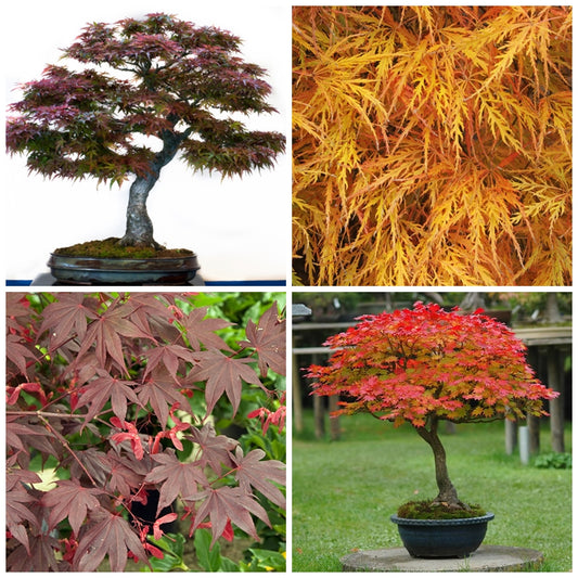 Japanese Maple Tree Seed Collection - 4 Packets