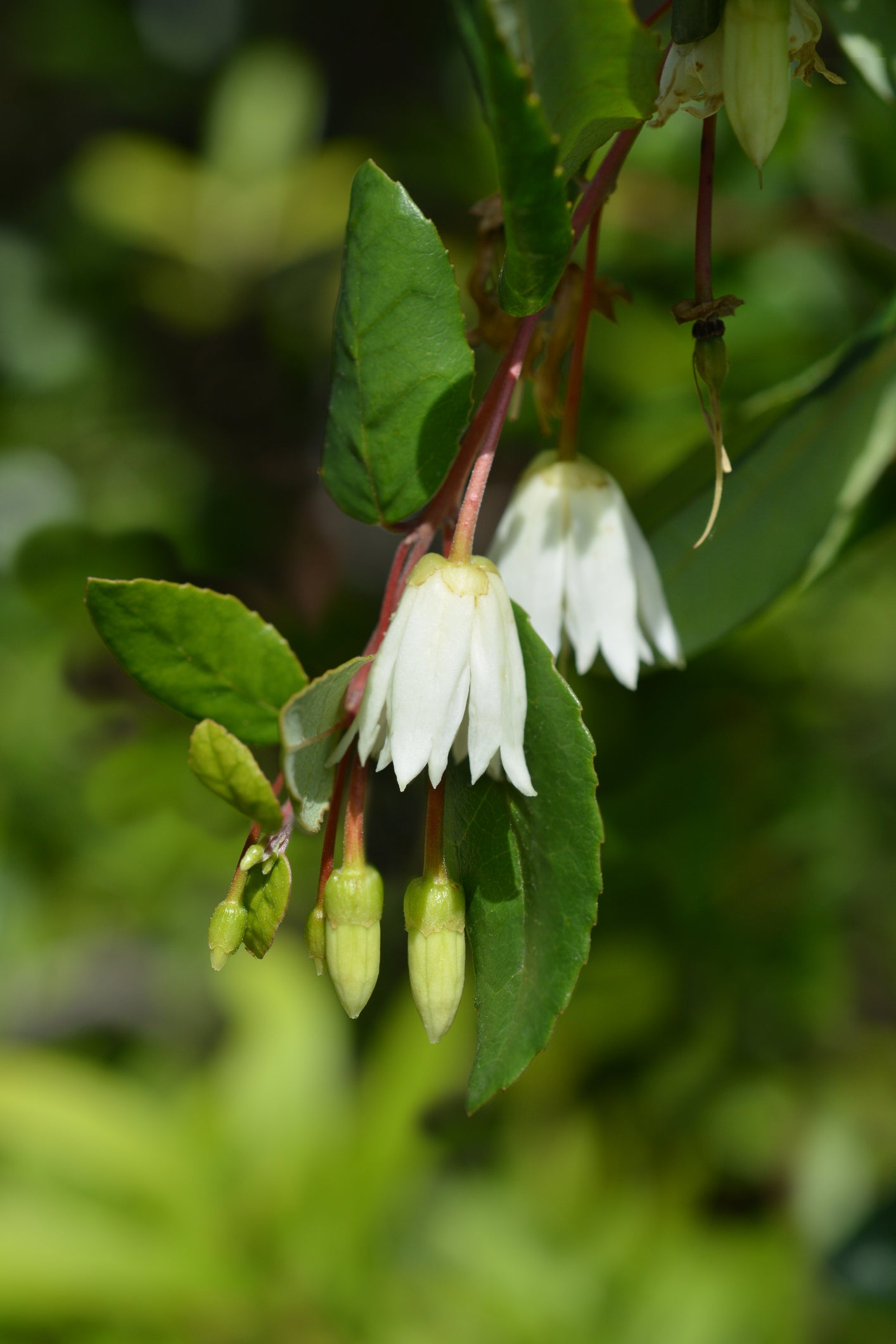 Crinodendron patagua (Lily of the Valley Tree) seeds