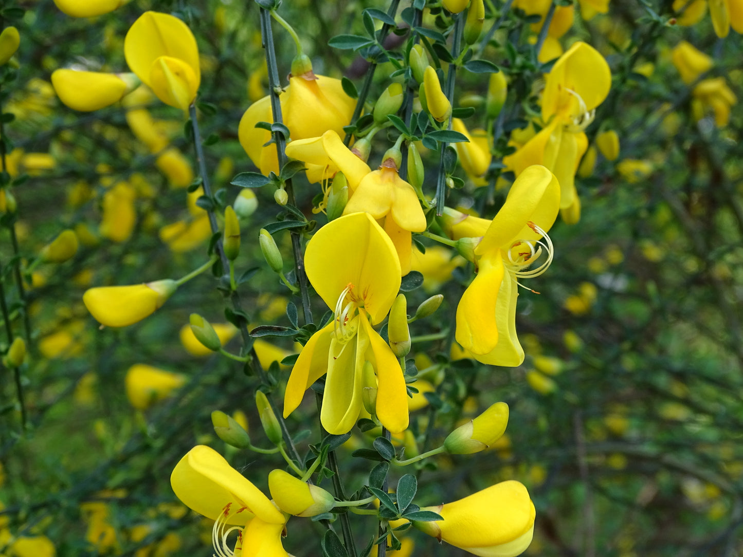 Cytisus scoparius (Scotch Broom) seeds