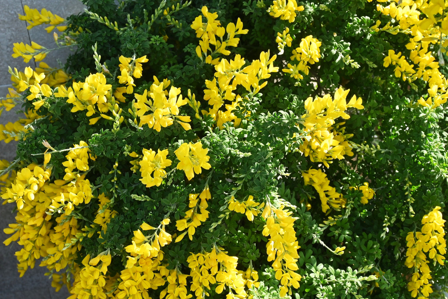 Cytisus scoparius (Scotch Broom) seeds