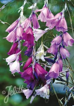 Dierama Slieve Donard Hybrids (Angel's Fishing Rod) seeds