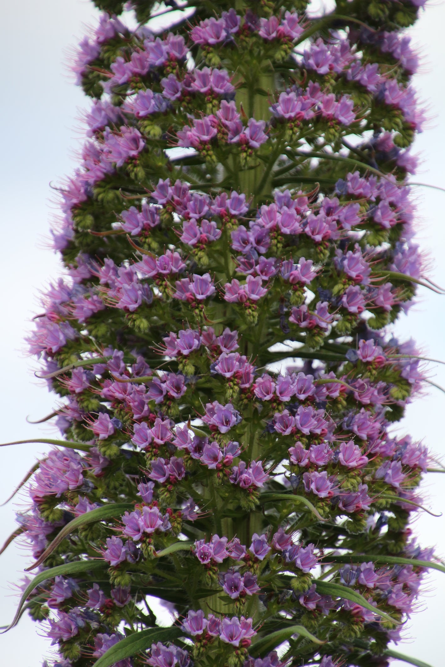 Echium pininana Pink Fountain (Tower of Jewels) seeds