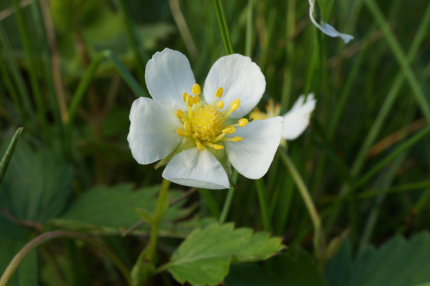 Fragaria vesca (Wild Strawberry) seeds