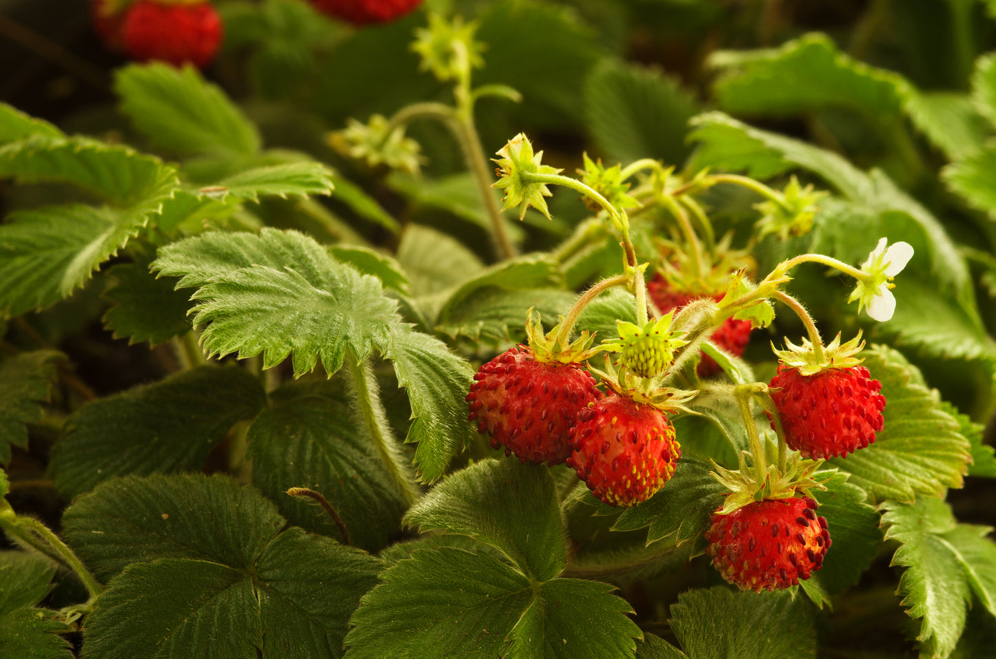 Fragaria vesca (Wild Strawberry) seeds