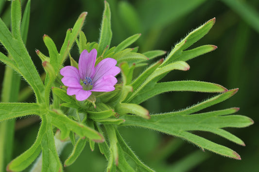 Geranium dissectum (Cut Leaved Cranesbill) seeds