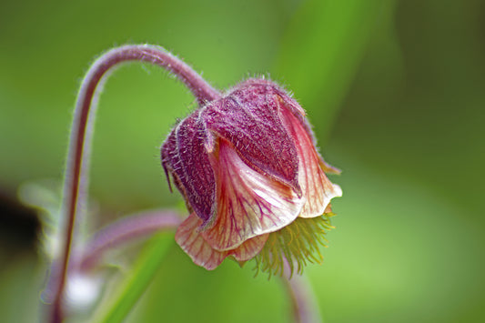 Geum rivale (Water Avens) seeds