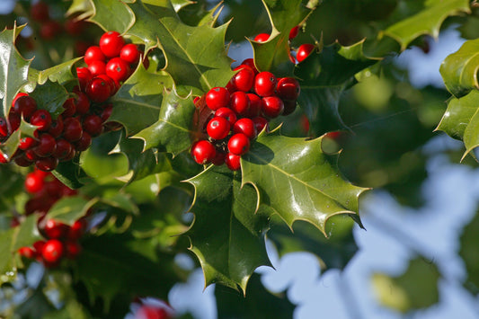 Ilex aquifolium (English Holly) seeds