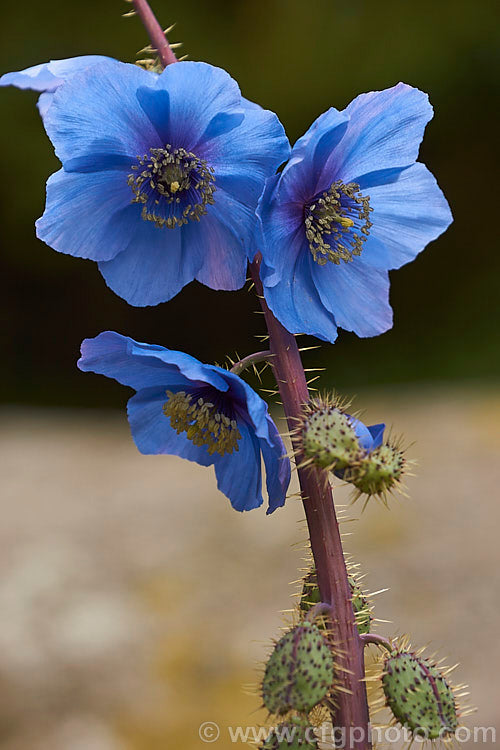 Meconopsis horridula (Prickly Blue Poppy) seeds