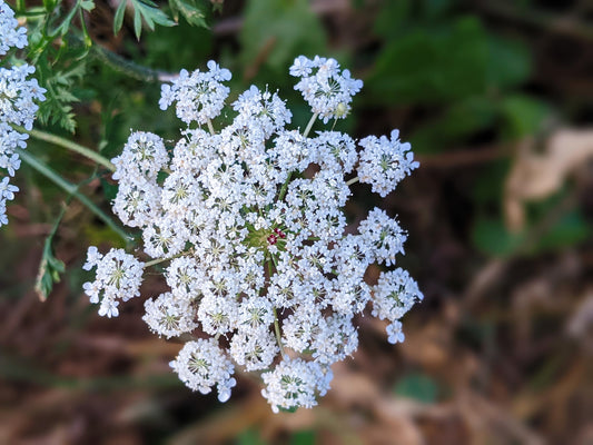 Myrrhis odorata (Sweet Cicely) seeds