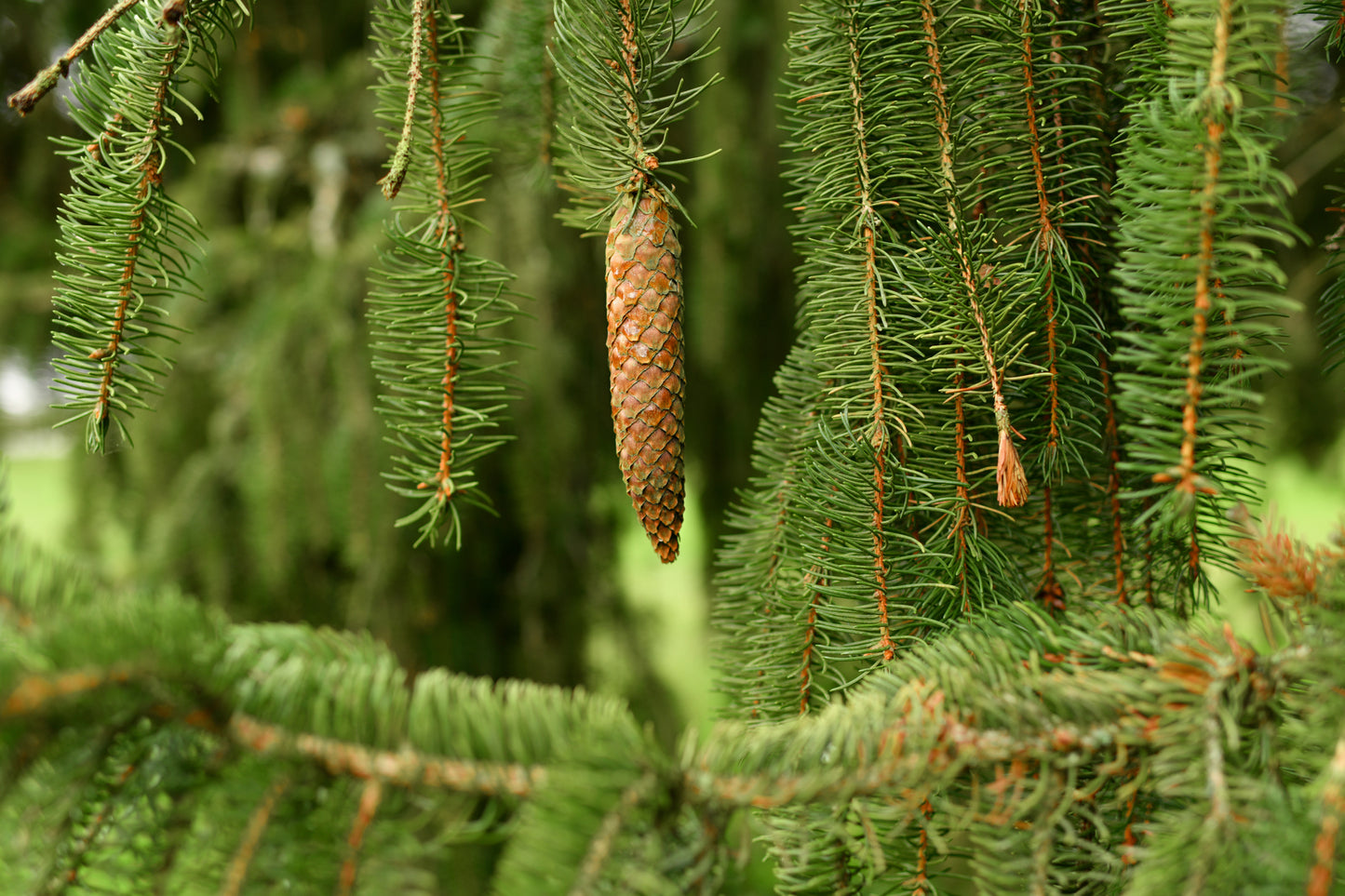 Picea breweriana (Brewers Weeping Spruce) seeds