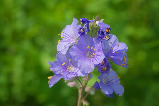 Polemonium caeruleum (Jacob's Ladder) seeds