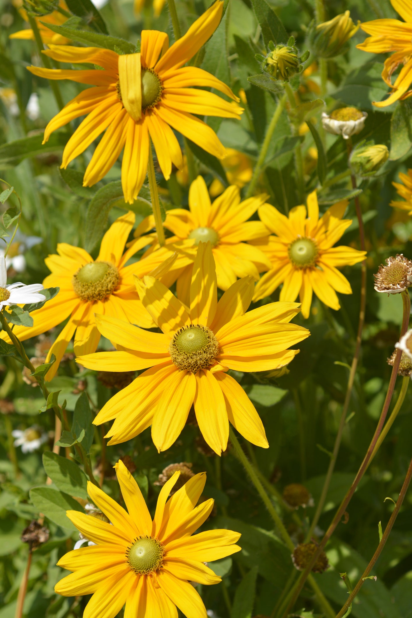 Rudbeckia hirta Irish Eyes (Coneflower) seeds