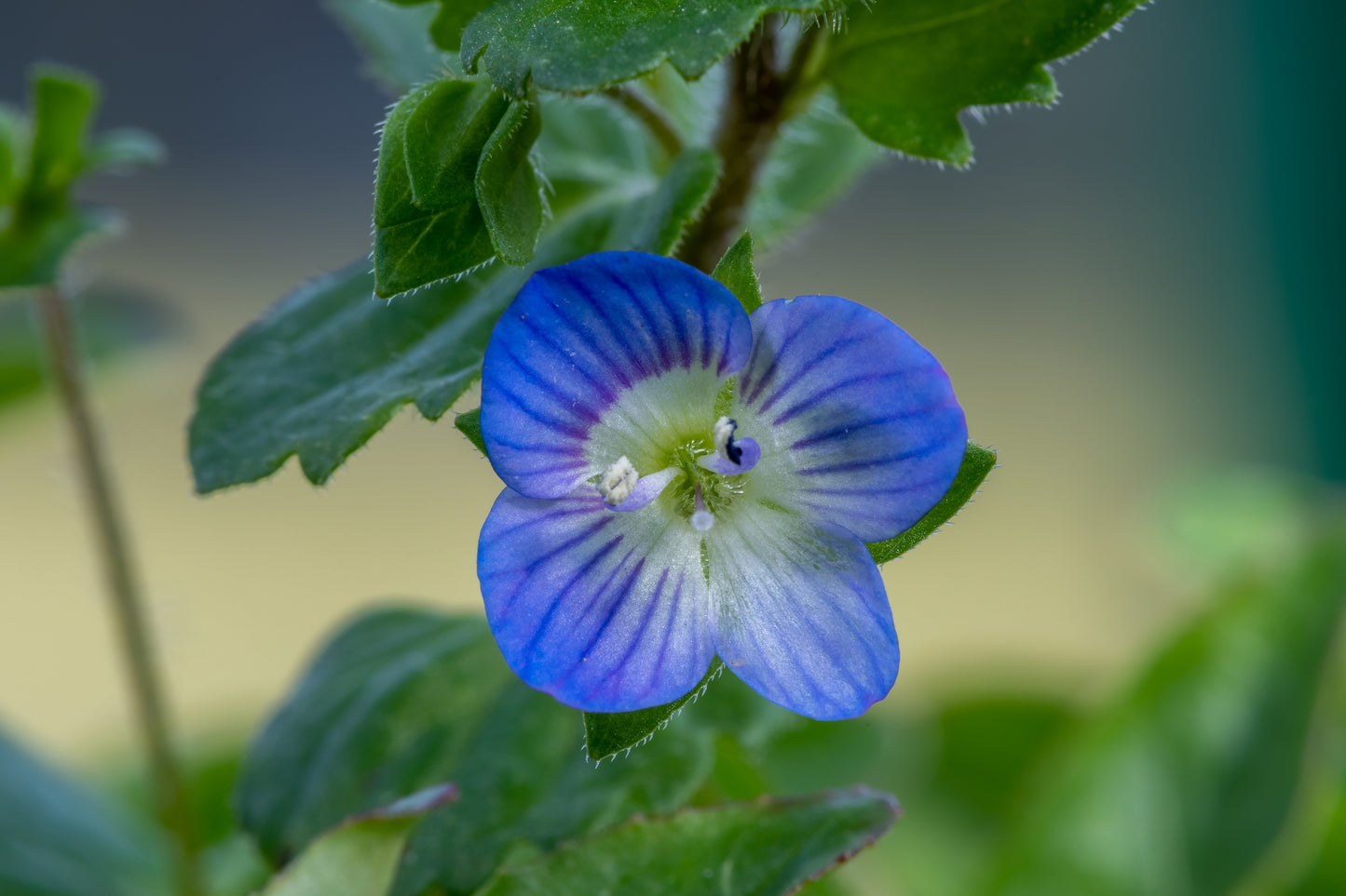 Veronica arvensis (Wall Speedwell) seeds