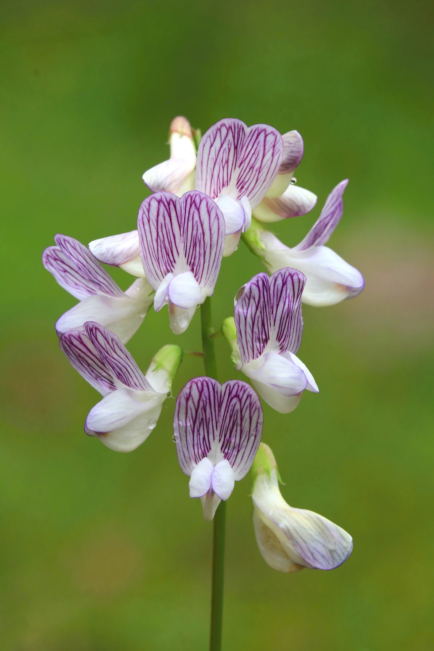 Vicia sylvatica (Wood Vetch) seeds