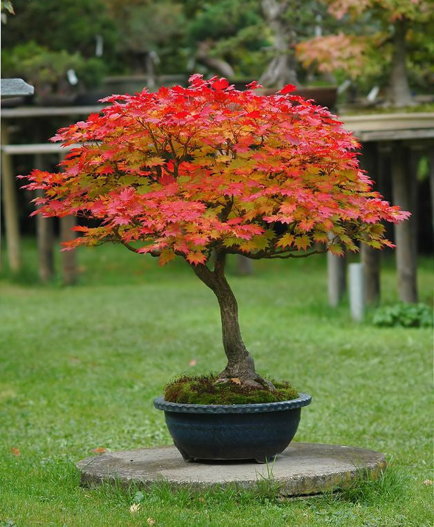 RP Seeds: Acer japonicum aconitifolium (Full Moon Maple) seeds