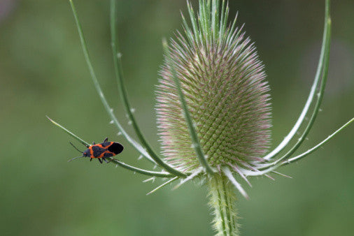 Dipsacus sativus (Fullers' Teasel) seeds - RP Seeds