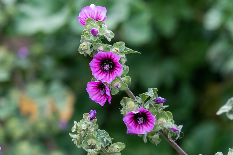 RP Seeds : Malva arborea (Tree Mallow) 25 seeds £2.50