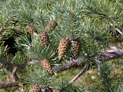 RP Seeds : Pinus sylvestris (Scots Pine) 25 seeds