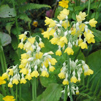 Primula florindae (Giant Himalayan Cowslip) seeds - RP Seeds