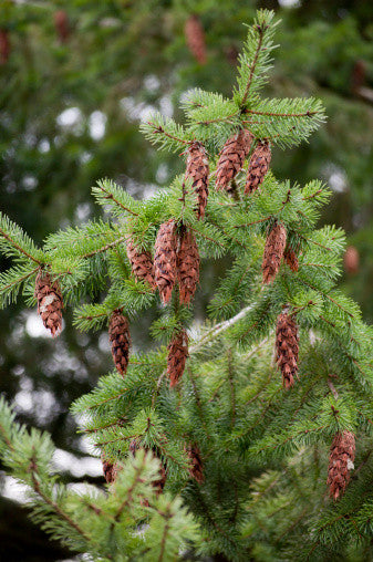 RP Seeds : Pseudotsuga menziesii (Douglas Fir) 10 seeds